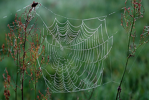 Nadnidziaskie pereki erniki 2.10.2010