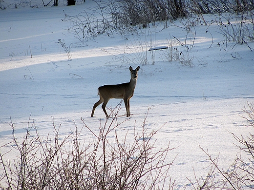 Capreolus capreolus