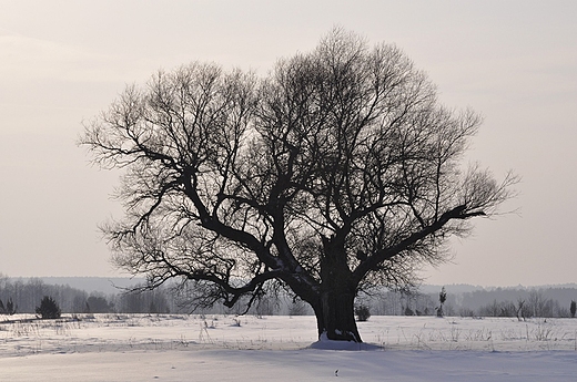 zimowe drzewo