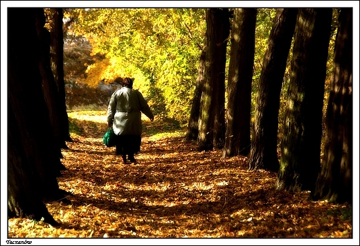 Taczanw - park krajobrazowy okalajcy paac Taczanowskich (aleja grabowa)