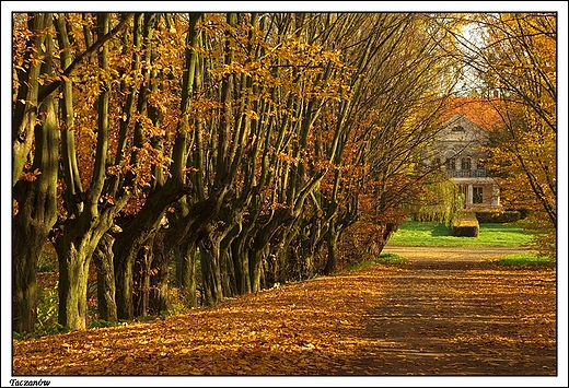 Taczanw - park krajobrazowy okalajcy paac Taczanowskich (aleja grabowa)