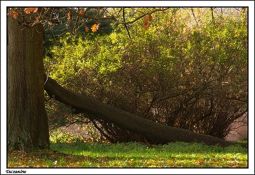 Taczanw - park krajobrazowy okalajcy paac Taczanowskich