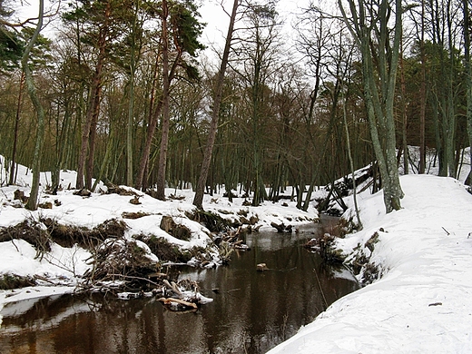 Rzeka Orzechwka