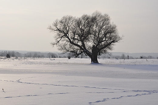 zimowe pola i samotne drzewo