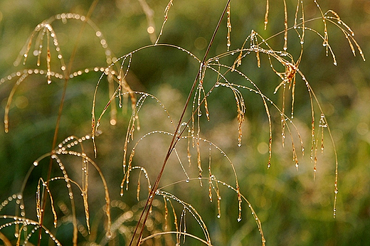 Nadnidziaskie pereki erniki 25.09.2010