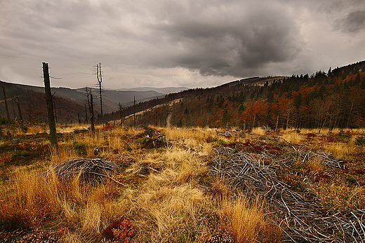 W jesiennej szacie