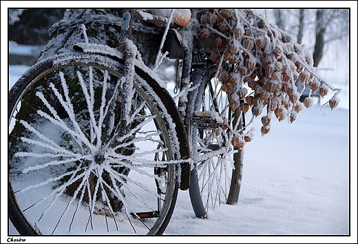 Chotw - aleja parkowa (rower w zimowej szacie)