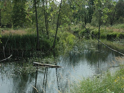 Ruda Maleniecka - uroczysko