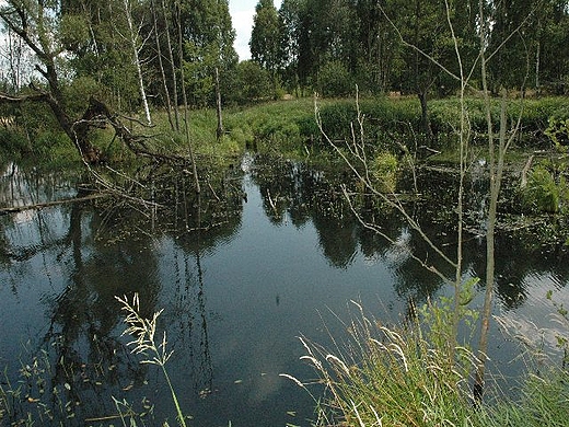 Ruda Maleniecka - stawy