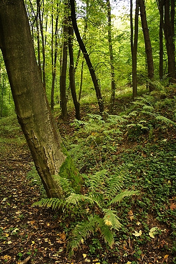 Rezerwat Doy Szczeckie
