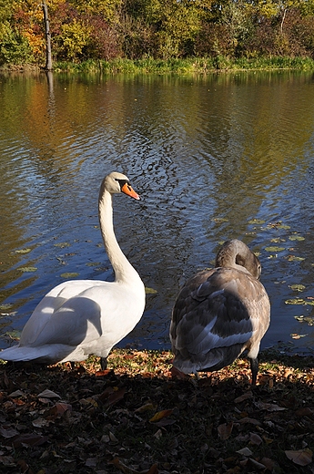 Wilanow, abdzie w parku