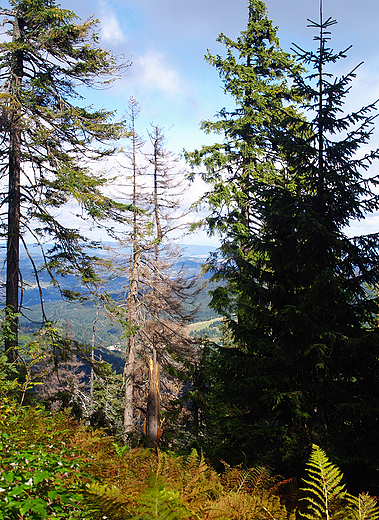 Beskid ywiecki. Las na Przeczy Lipnickiej.