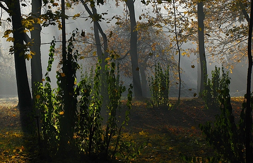 Park im. Poniatowskiego w odzi