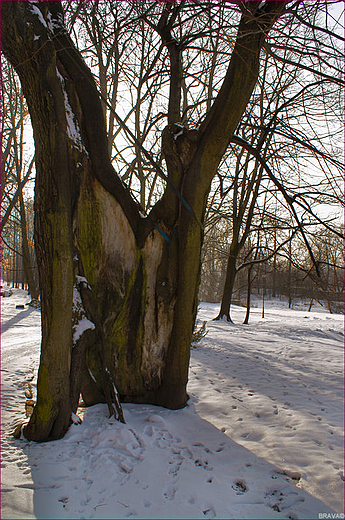 Zesp Parkowo Paacowy w Moszowej - fragment parku