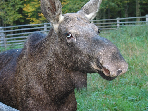 Biaowiea - umiech osia