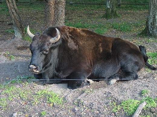 Biaowiea - genetyczna hybryda czyli ubro