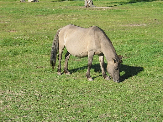 Ruciane Nida - konik tarpan