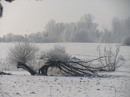 Stara wierzba