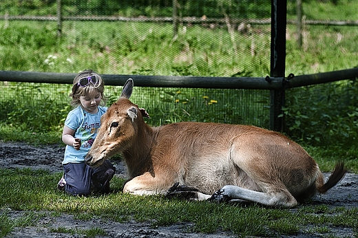 Park Dzikich  zwierzt