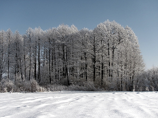 zagajnik