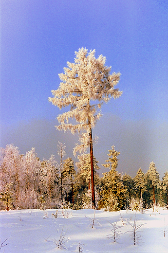 Zima w Suchedniowsko-Oblgorskim Parku Krajobrazowym