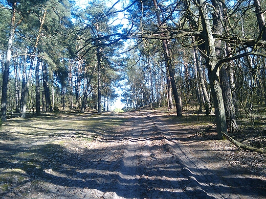 Kampinos w rodku lata