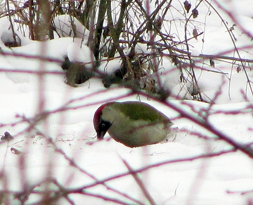 Picus viridis