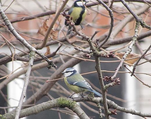 Parus caeruleus