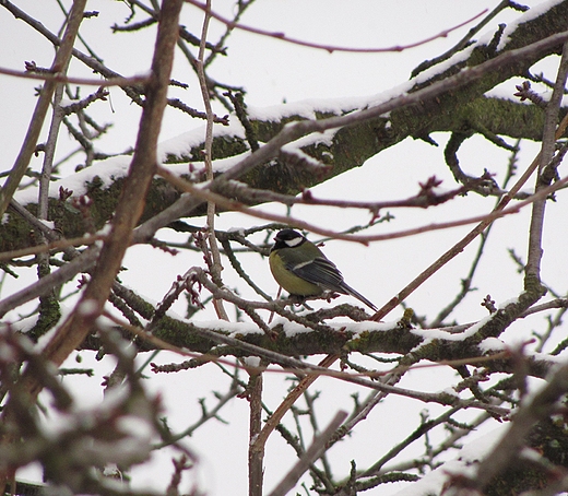 Parus major