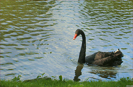 Park Miejski w Andrychowie