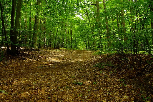 Buczyny w Woliskim Parku Narodowym