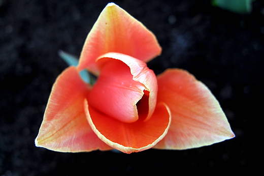 tulipanowo