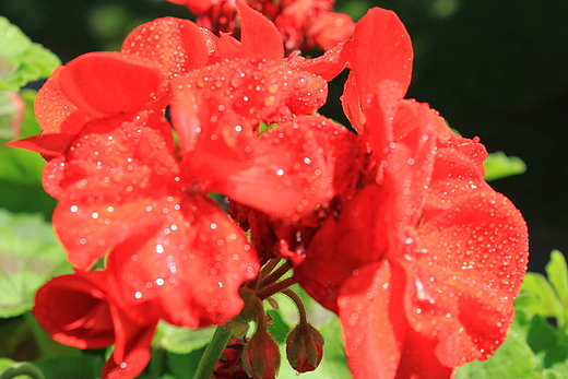 pelargonie czerwone...