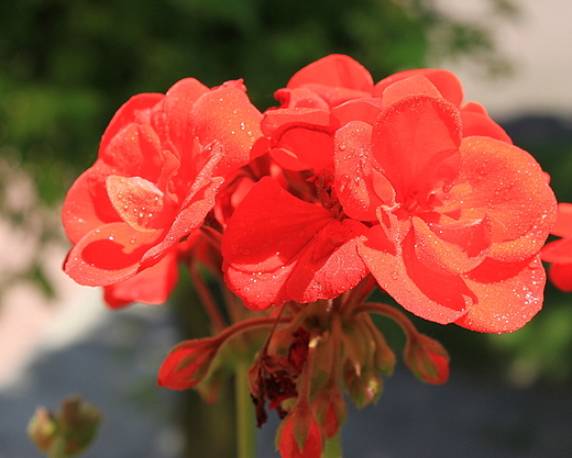 pelargonie czerwone