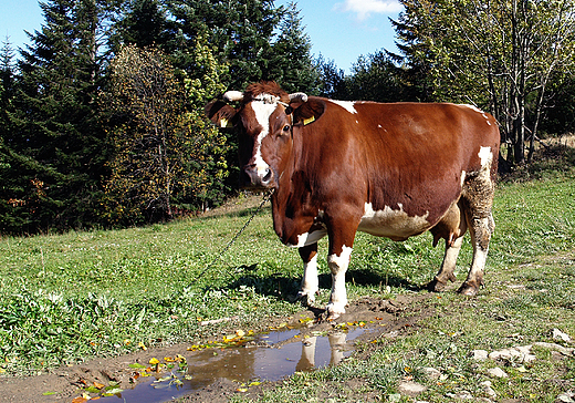 Beskid ywiecki. Krowa rasy grskiej.