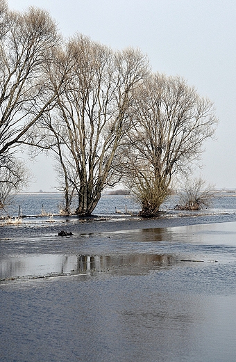 Ujcie niwielkiej rzeczki do Biebrzy. Okolice wsi Chyliny