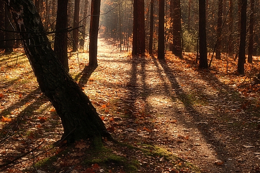 Kalisz - las w dzielnicy Winiary