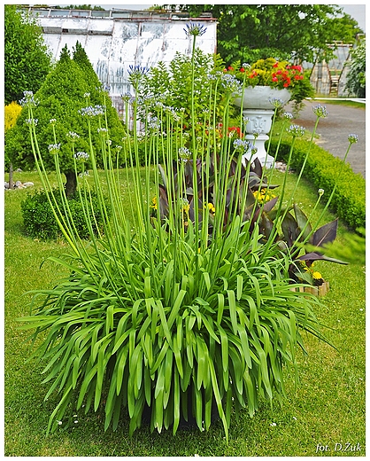Palmiarnia. Wabrzych