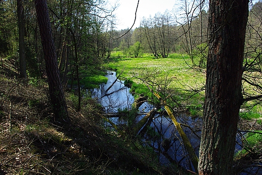 Dolina rzeki Zagodonki