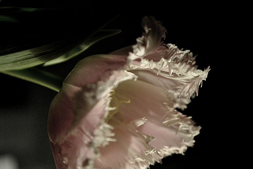 sodkie tulipany