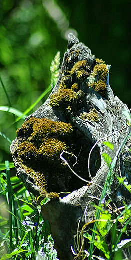 Dolina Swdrni -  natura