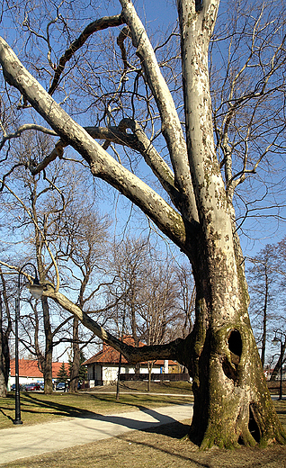 Stary platan w andrychowskim parku.