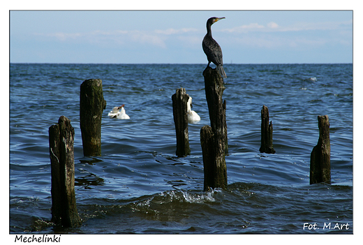 Mechelinki - kormorany na ruinach molo