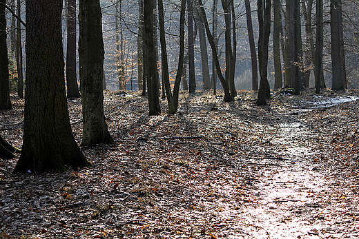 Park w Krojantach