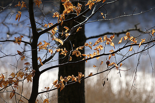 Park w Krojantach - resztki jesieni