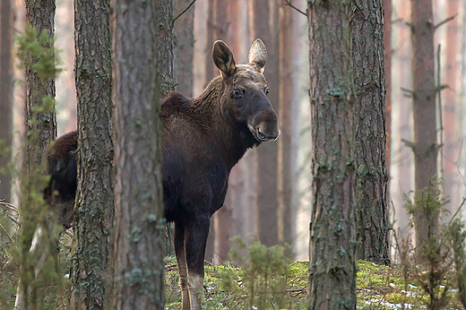 Klasyczny portret biebrzaskiego krla