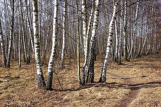 Brzezina 13.03.2011