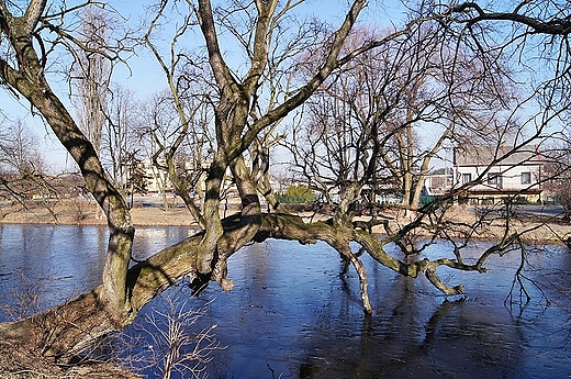 Szydowiecki zamek - nad fos