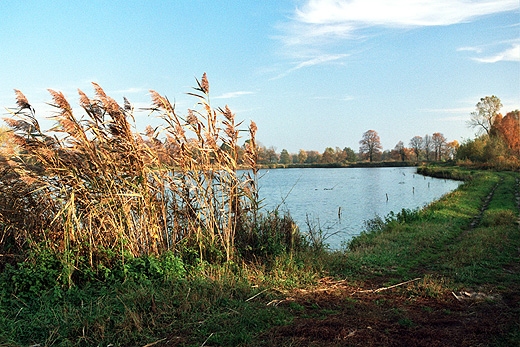 Skociskie stawy rybne. Mazowsze