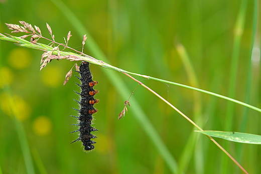 Gsienica rusaki pawik